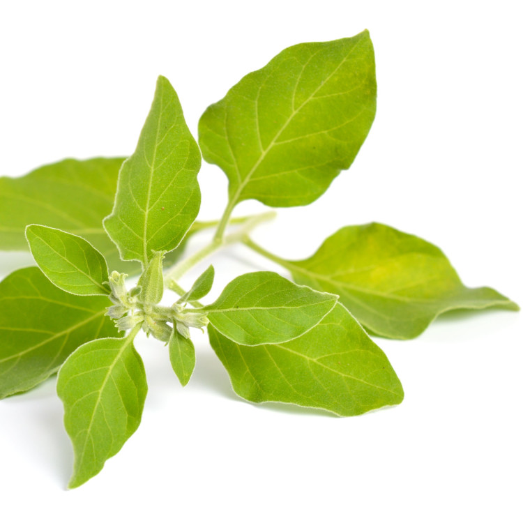 Ashwagandha leaves